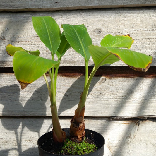 Musella lasiocarpa (Golden Lotus), total 55 cm, pot Ø 20 cm (No. 2)