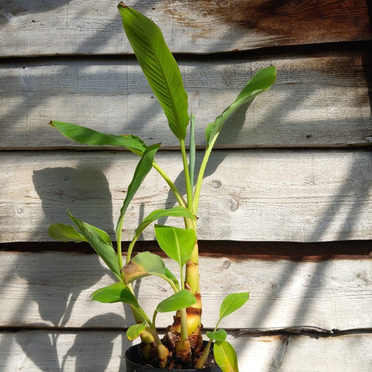 Musella lasiocarpa (Golden Lotus), total 90 cm, pot Ø 20 cm (No. 3)