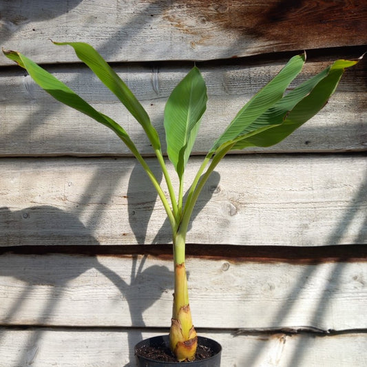 Musella lasiocarpa (Golden Lotus), total 100 cm, pot Ø 20 cm (No. 4)