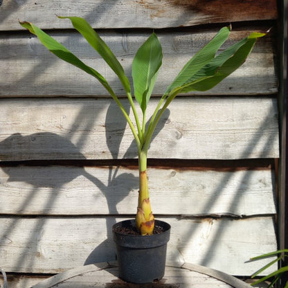 Musella lasiocarpa (Golden Lotus), total 100 cm, pot Ø 20 cm (No. 4)