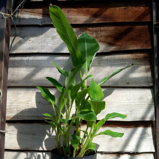 Musella lasiocarpa (Golden Lotus), total 110 cm, pot Ø 27 cm (No. 5)