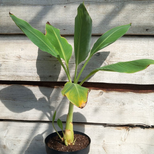 Musella lasiocarpa (Golden Lotus), total 75 cm, pot Ø 20 cm (No. 6)