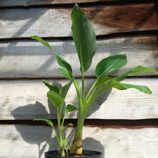 Musella lasiocarpa (Golden Lotus), total 90 cm, pot Ø 27 cm (No. 7)