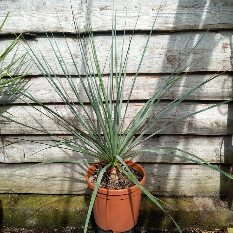 Nolina nelsonii, total 115 cm, pot Ø 30 cm (No. 2)
