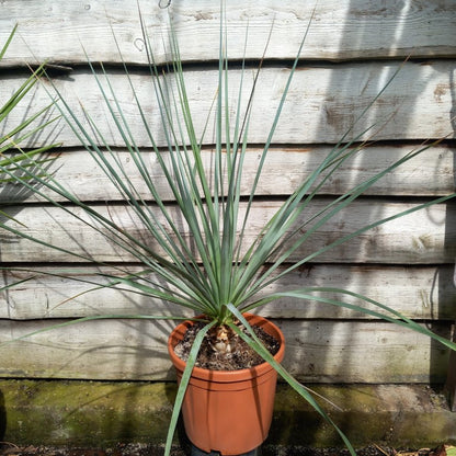 Nolina nelsonii, total 115 cm, pot Ø 30 cm (No. 2)