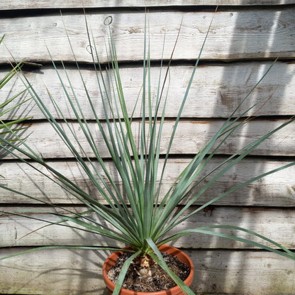 Nolina nelsonii, total 115 cm, pot Ø 30 cm (No. 2)