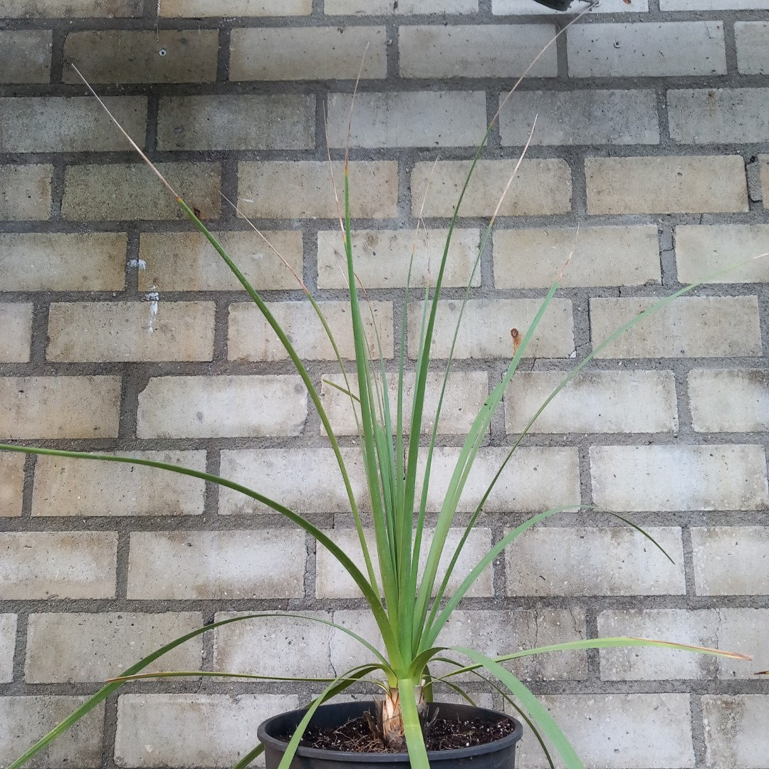 Nolina longifolia, plant/total 55/70 cm, 3 ltr. pot