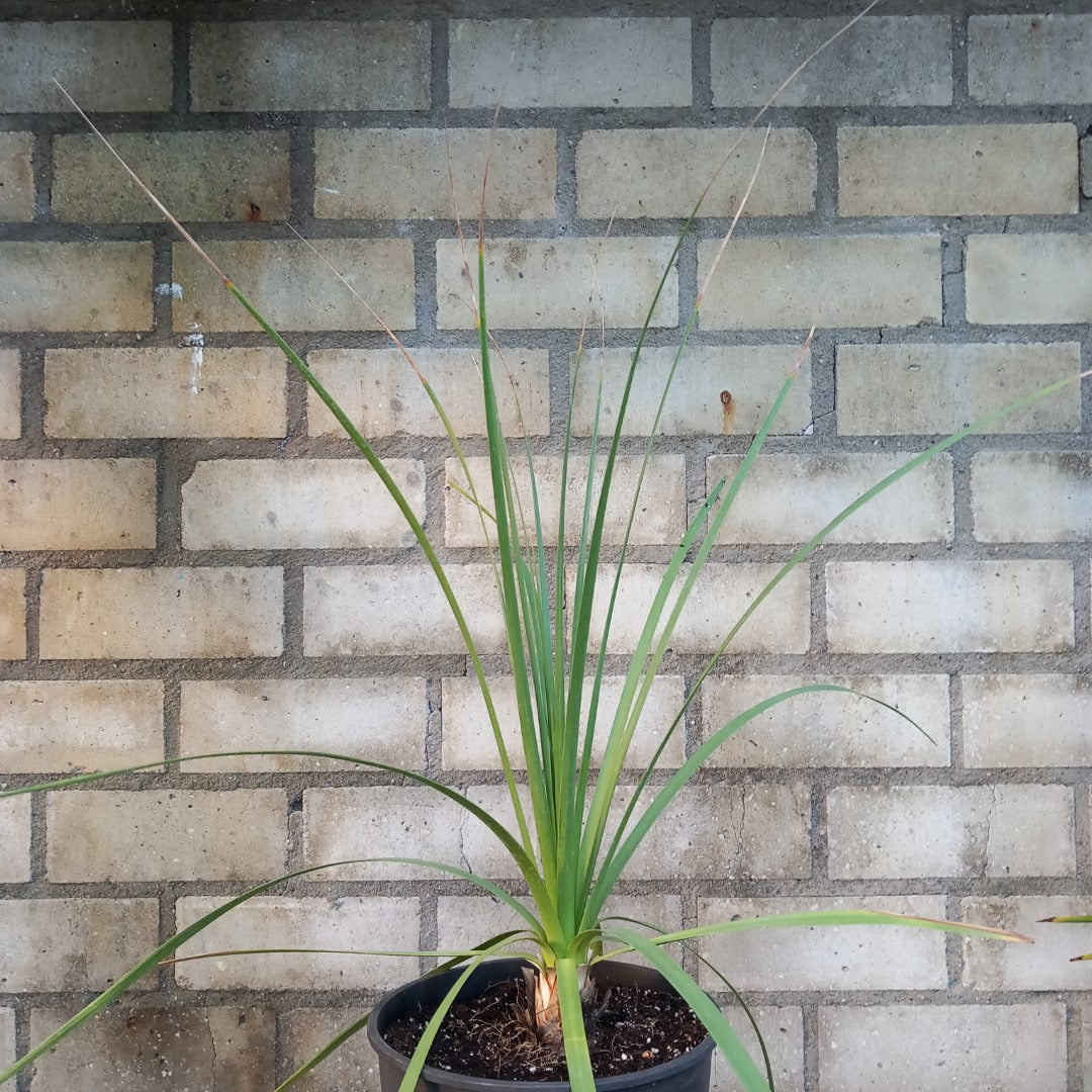 Nolina longifolia, plant/total 55/70 cm, 3 ltr. pot