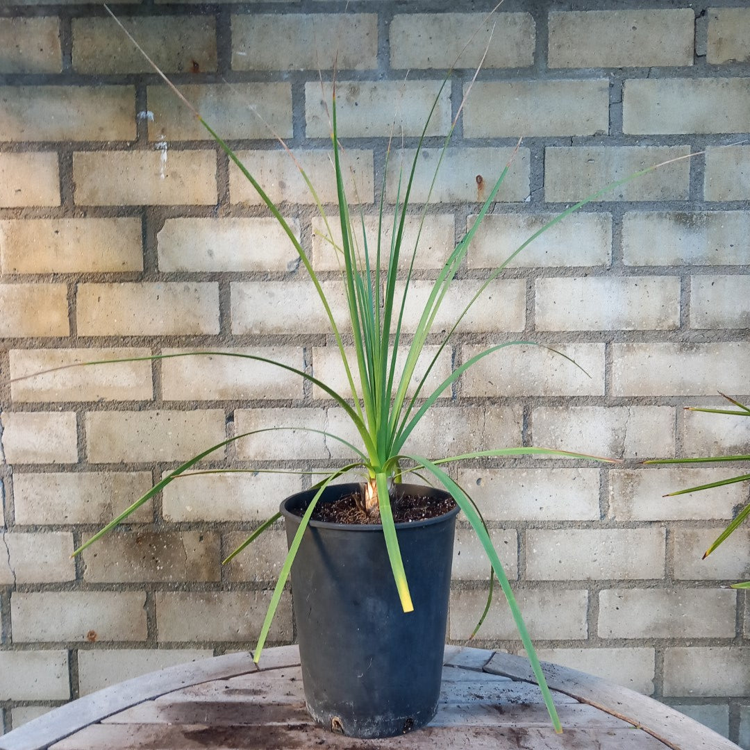Nolina longifolia, plant/total 55/70 cm, 3 ltr. pot