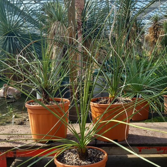 Nolina microcarpa, total 120-150 cm, pot Ø27 cm