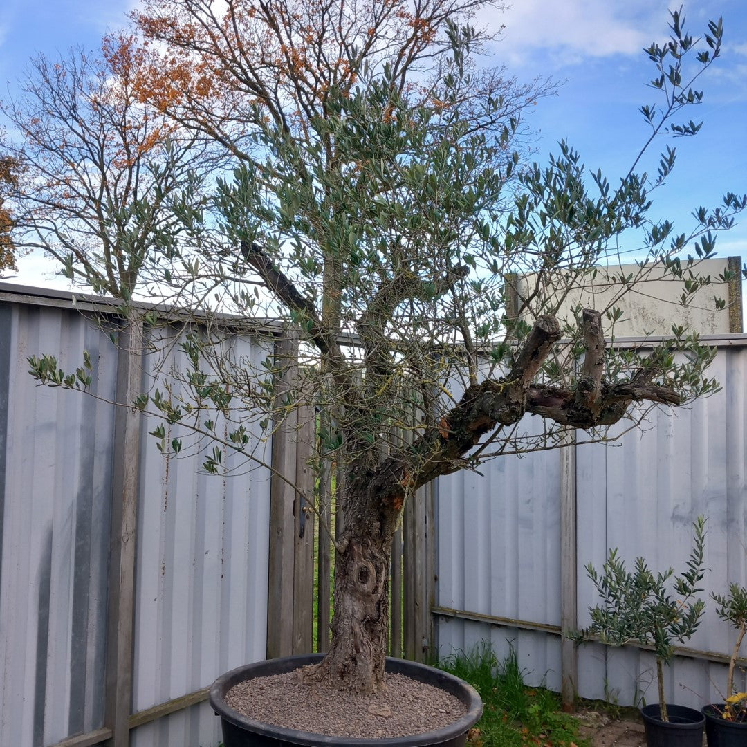 Olive tree, total 270 cm (No. 1)
