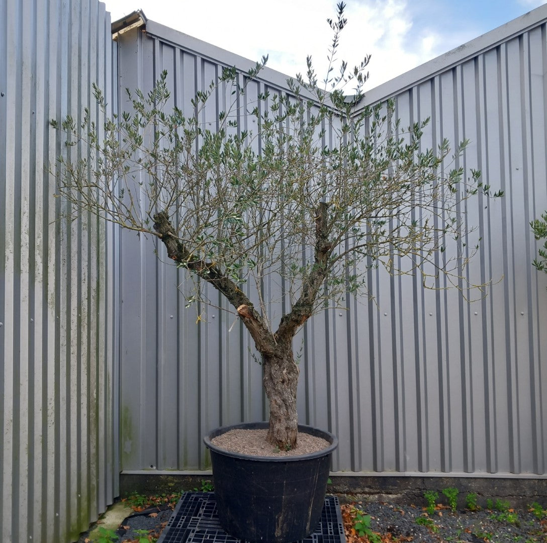 Olive tree, total 290 cm (No. 2)