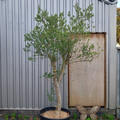 Olive tree, total 280 cm (No. 3)