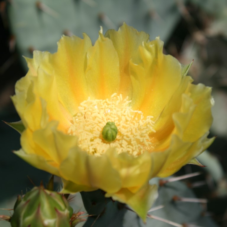 Opuntia chisosensis