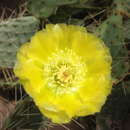 Opuntia engelmanii