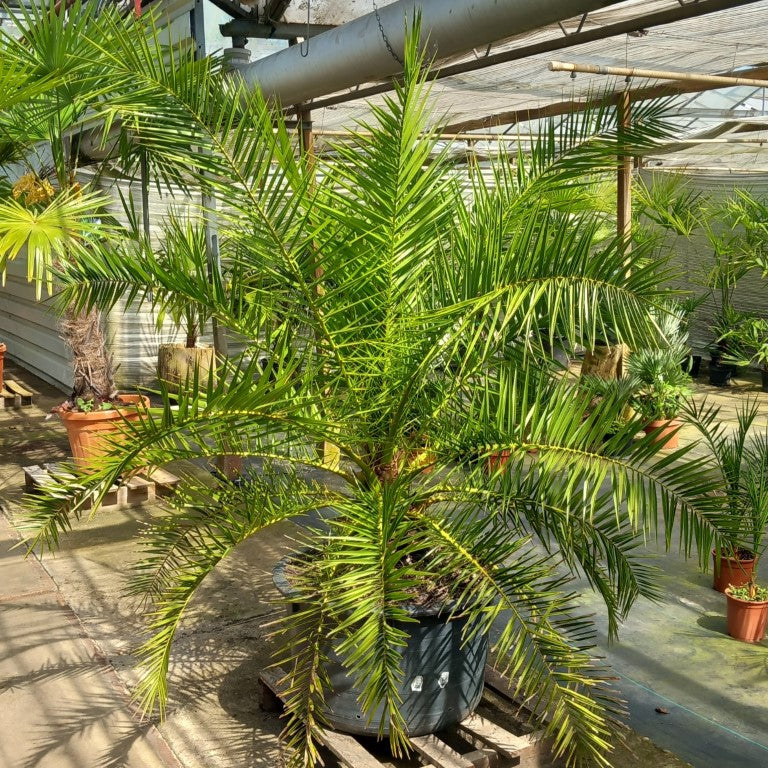 Phoenix canariensis, stem/plant/total 35/160/195, pot Ø 62 cm (No. 1)