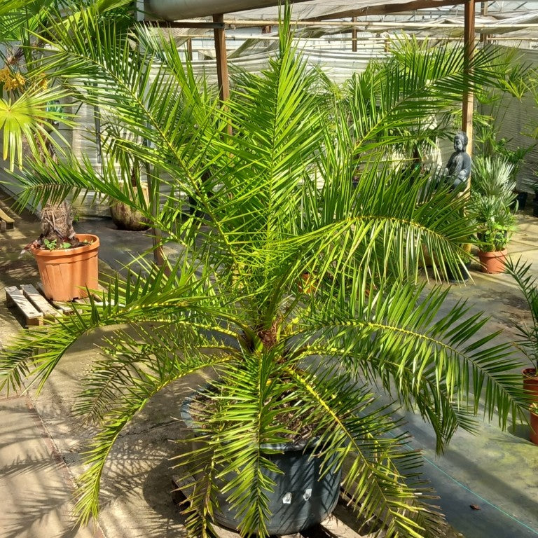 Phoenix canariensis, stem/plant/total 35/160/195, pot Ø 62 cm (No. 1)
