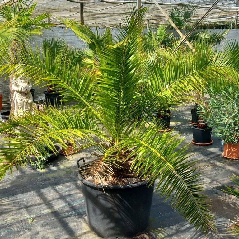 Phoenix canariensis, stem/plant/total 35/170/210, pot Ø 68 cm (No. 2)