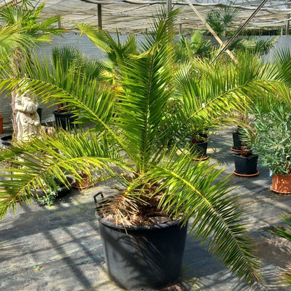 Phoenix canariensis, stem/plant/total 35/170/210, pot Ø 68 cm (No. 2)