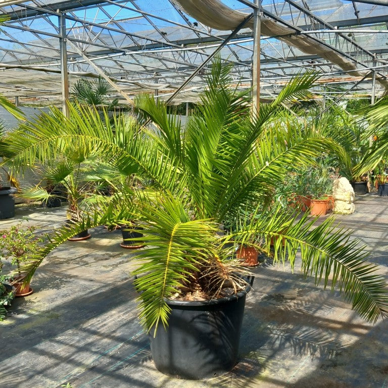 Phoenix canariensis, stem/plant/total 35/170/210, pot Ø 68 cm (No. 2)
