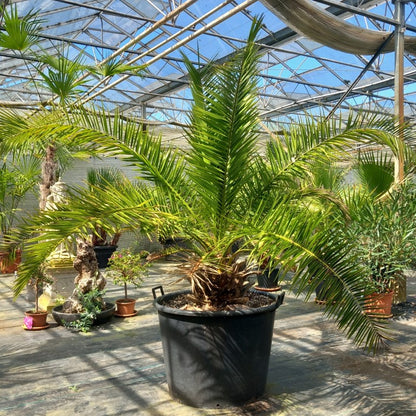 Phoenix canariensis, stem/plant/total 35/170/210, pot Ø 68 cm (No. 2)