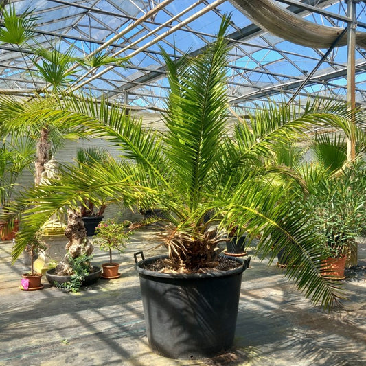 Phoenix canariensis, stem/plant/total 35/170/210, pot Ø 68 cm (No. 2)