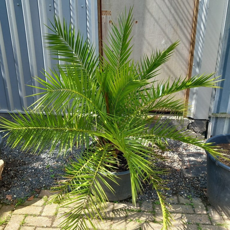 Phoenix canariensis, stem/plant/total 25/120/160 cm, pot Ø 55 cm (No. 3)