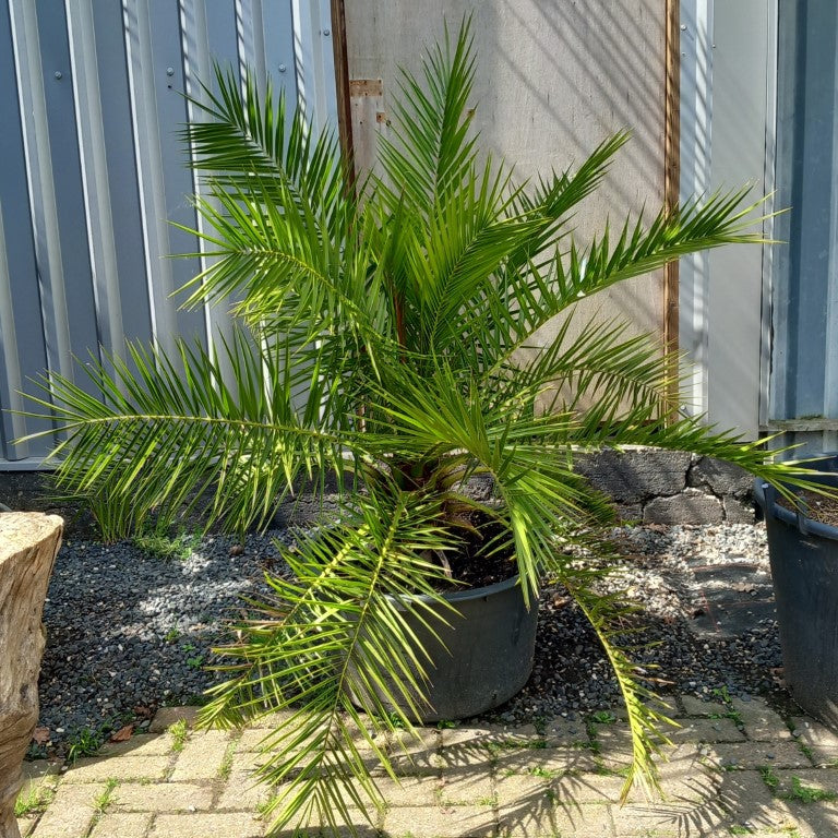 Phoenix canariensis, stem/plant/total 25/120/160 cm, pot Ø 55 cm (No. 3)