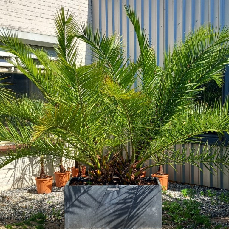 Phoenix canariensis, stem/plant/total 30+3525/195/240 cm, pot 100*47 cm (No. 4)