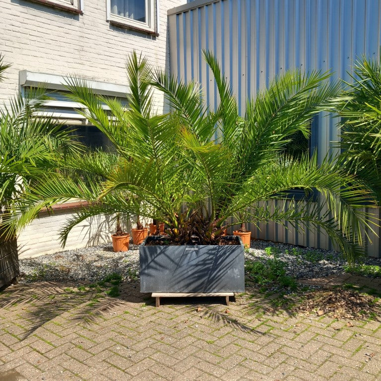 Phoenix canariensis, stem/plant/total 30+3525/195/240 cm, pot 100*47 cm (No. 4)