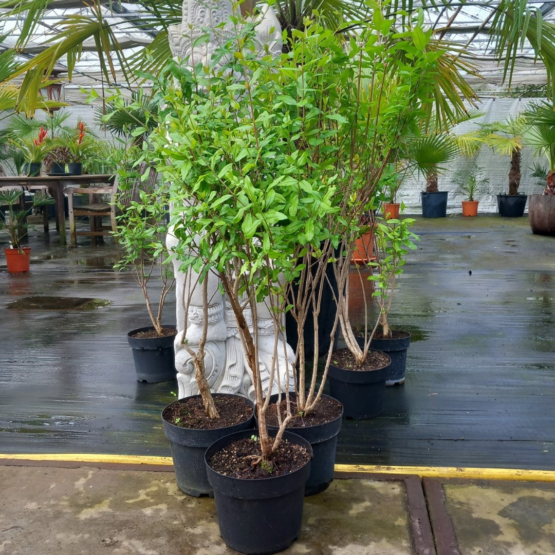 Punica granatum “pink satin", total 80-100 cm, 5 ltr. pot