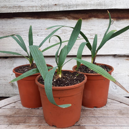 Sabal minor var. louisiana, 2 ltr. pot