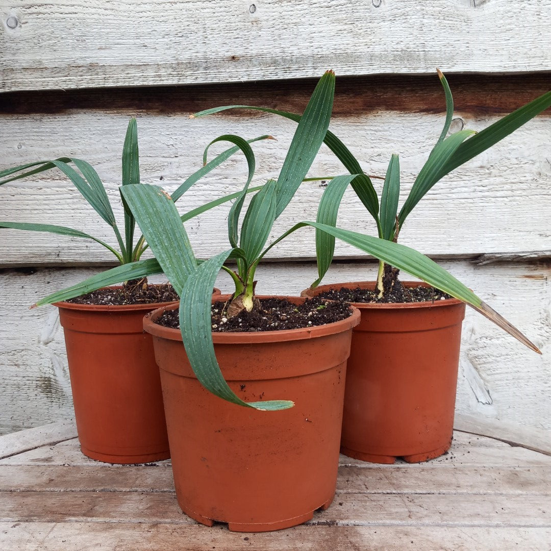 Sabal minor var. louisiana, 2 ltr. pot