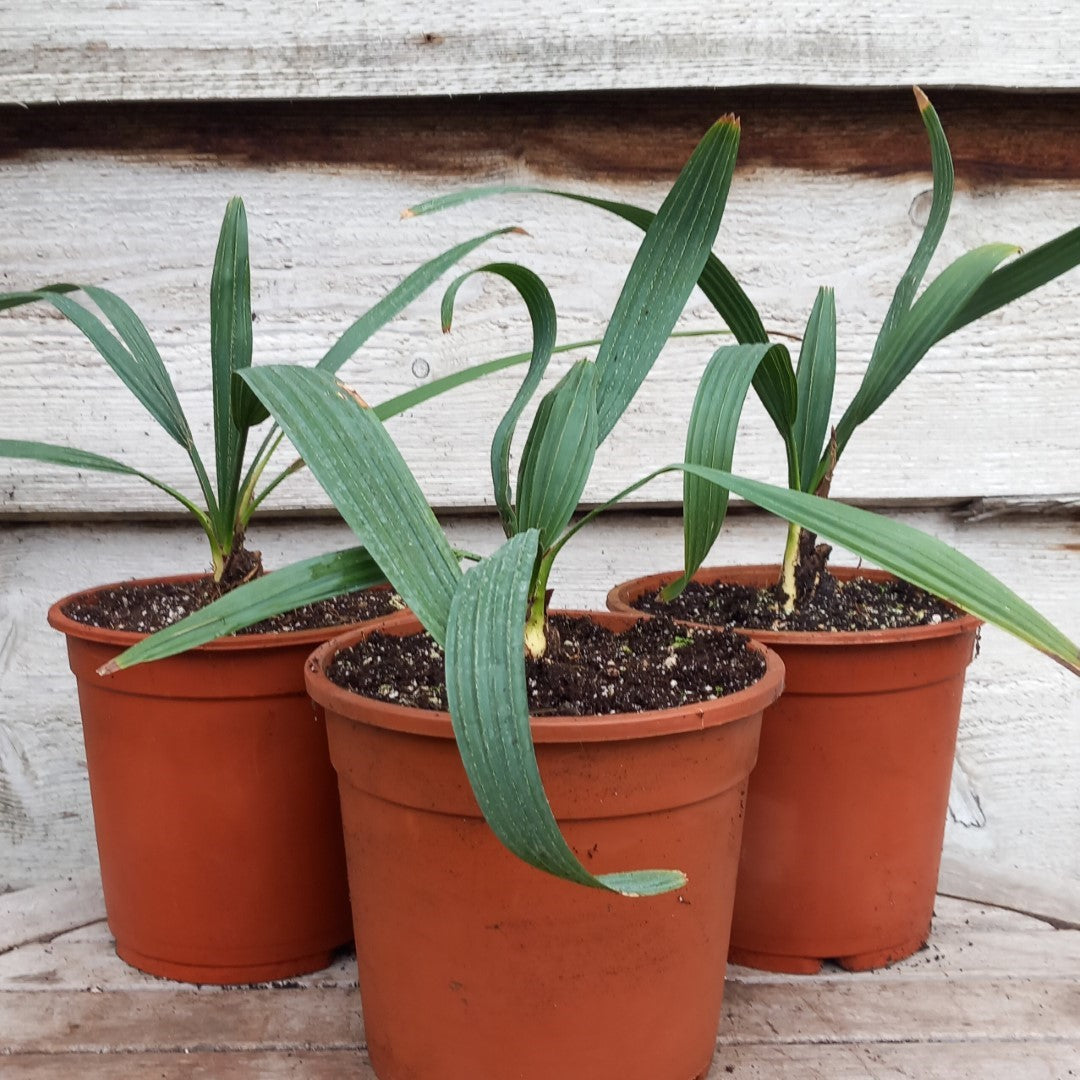 Sabal minor var. louisiana, 2 ltr. pot