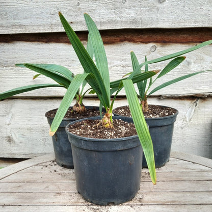 Sabal minor var. louisiana,