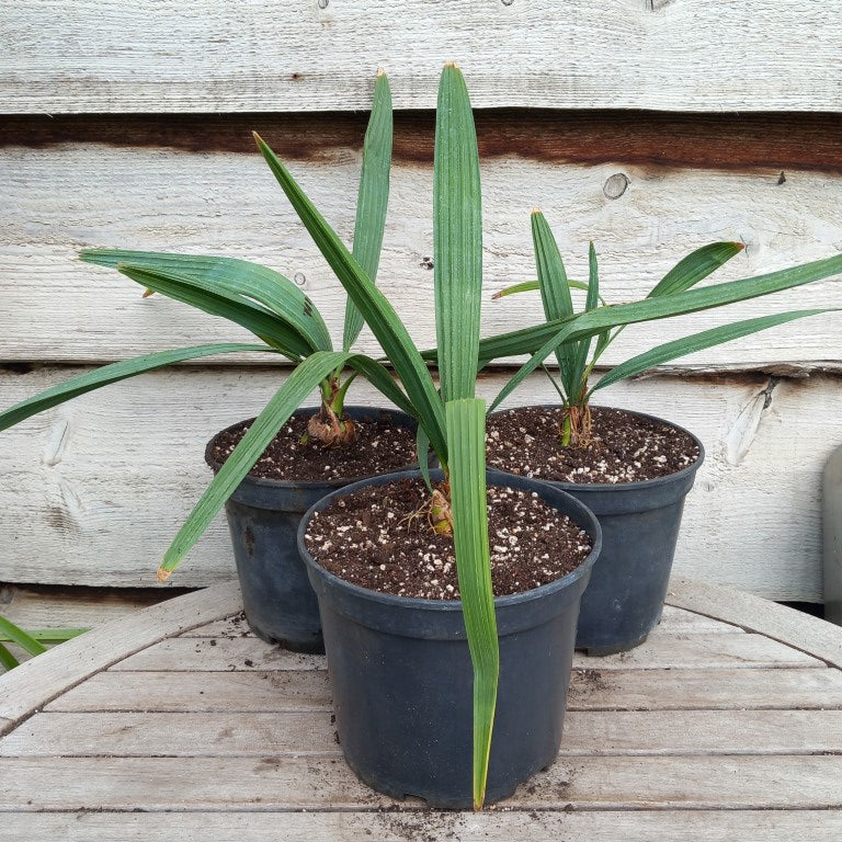 Sabal minor var. louisiana,
