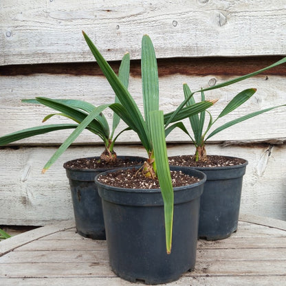 Sabal minor var. louisiana,