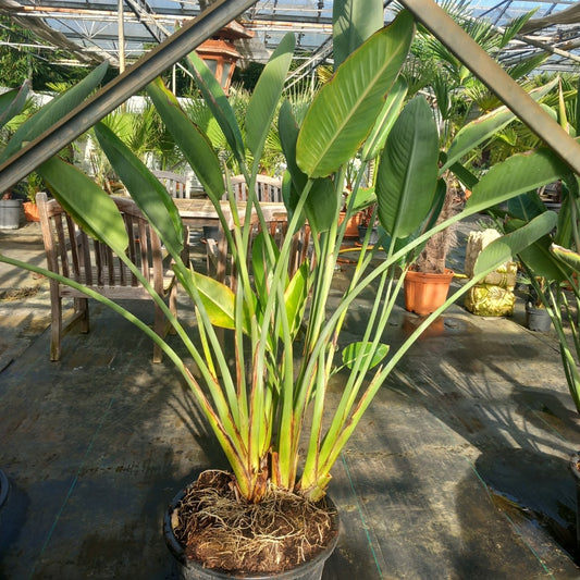 Strelitzia reginae with flowers! Total 150-180 cm, 30ltr. pot
