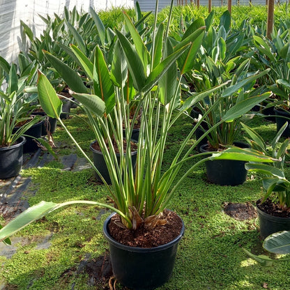 Strelitzia reginae with flowers! Total 150-180 cm, 30ltr. pot