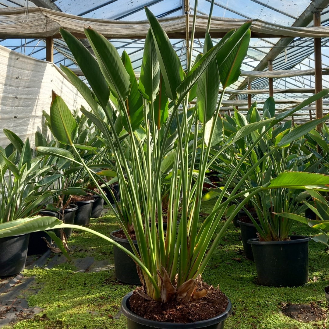 Strelitzia reginae with flowers! Total 150-180 cm, 30ltr. pot