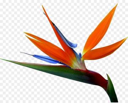 Strelitzia reginae flower