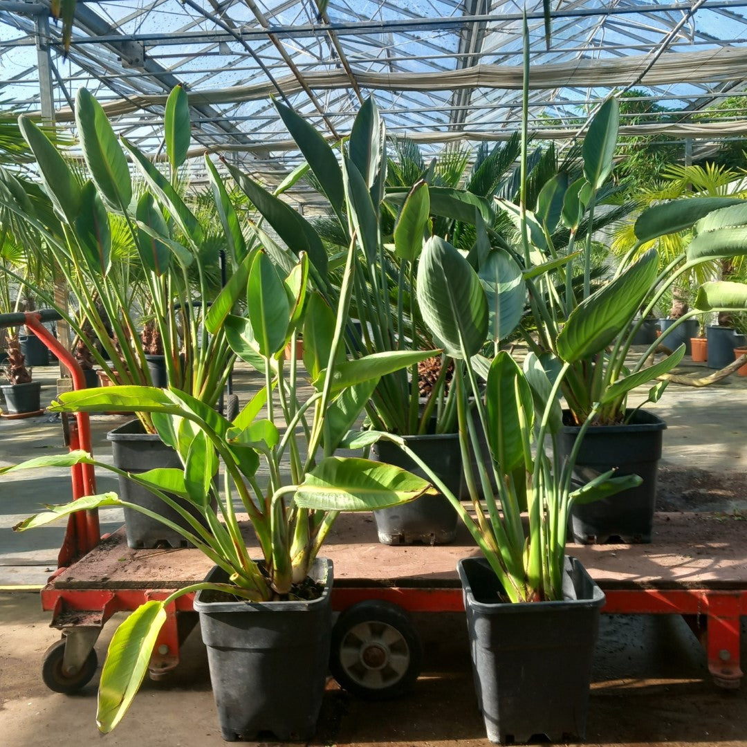 Strelitzia reginae with flower! Total 75-90 cm, 10 ltr. pot
