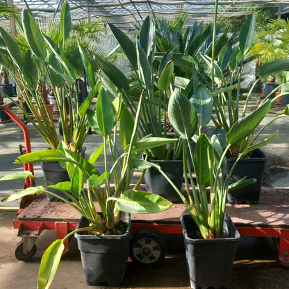 Strelitzia reginae with flower! Total 75-90 cm, 10 ltr. pot