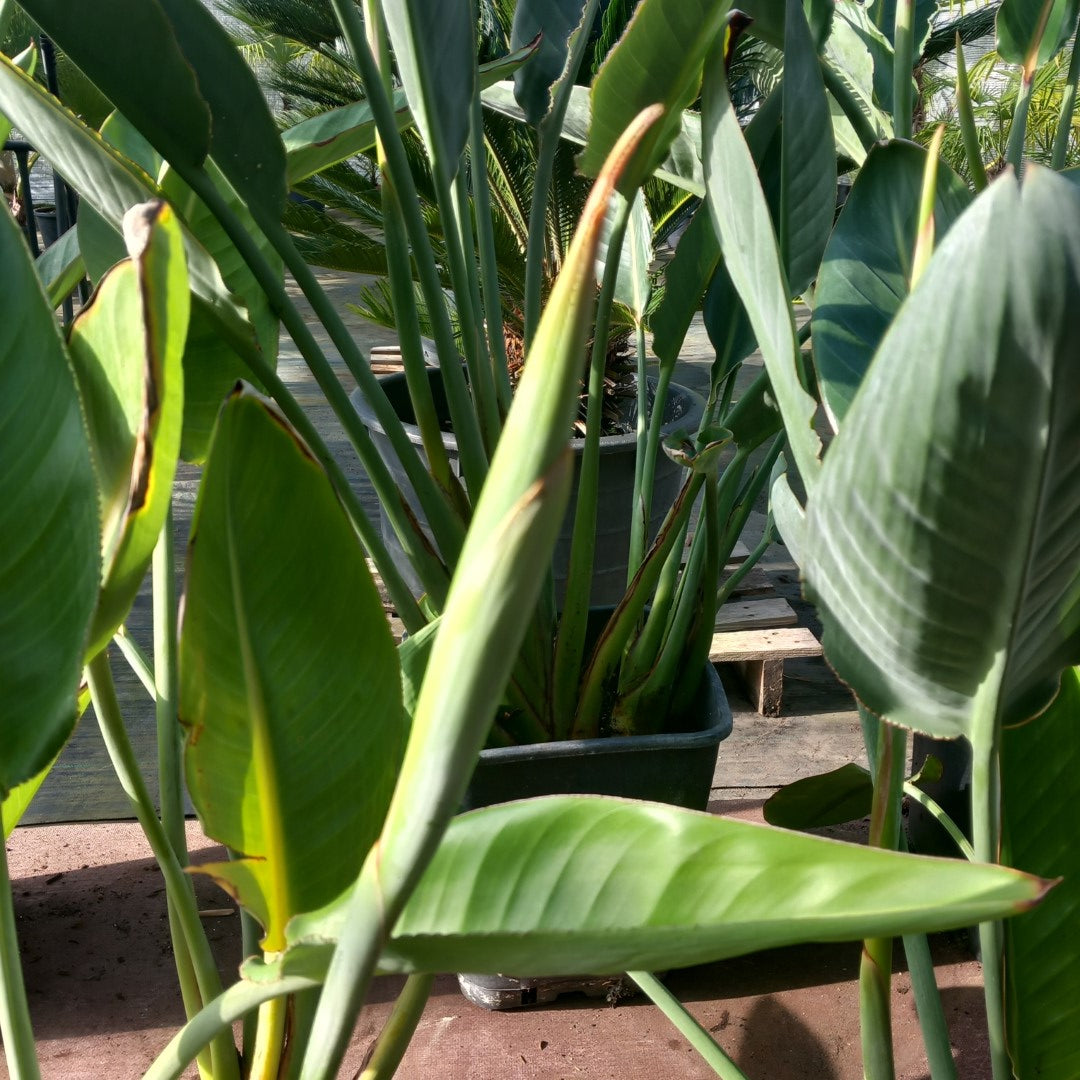 Strelitzia reginae with flower! Total 75-90 cm, 10 ltr. pot