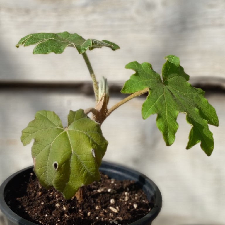 Tetrapanax papyrifera steroidal giant, total 20+ cm