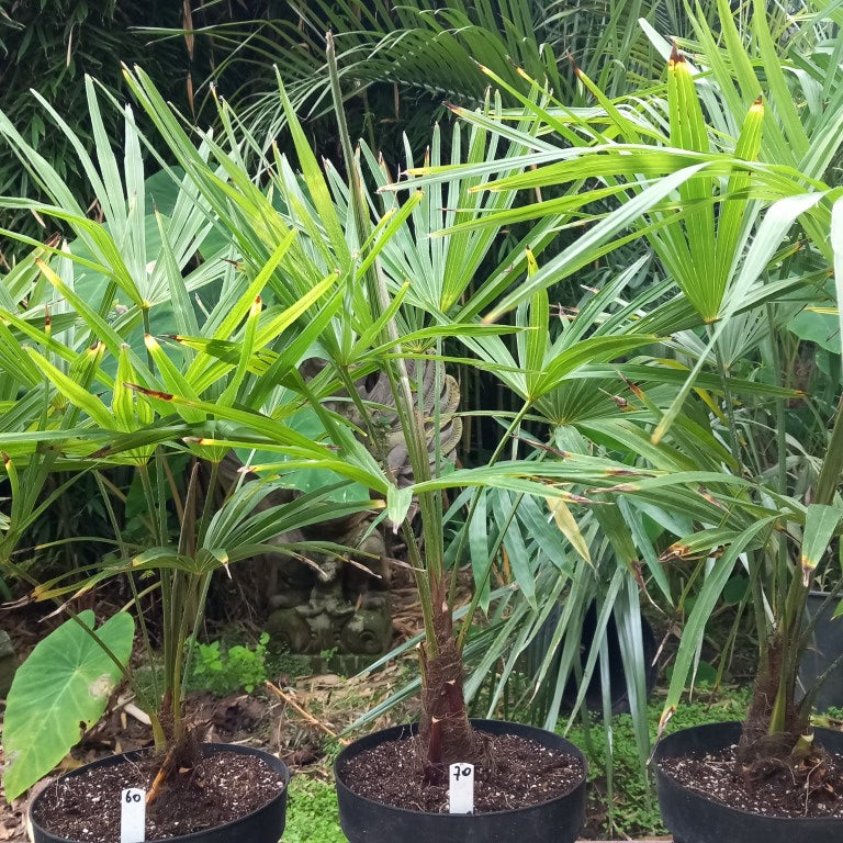 Trachycarpus fortunei