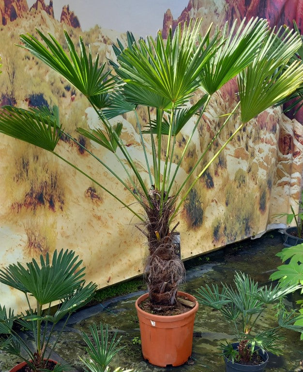 Trachycarpus wagnerianus, stem 60 cm