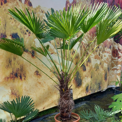 Trachycarpus wagnerianus, stem 60 cm