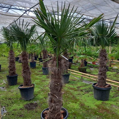 Trachycarpus fortunei