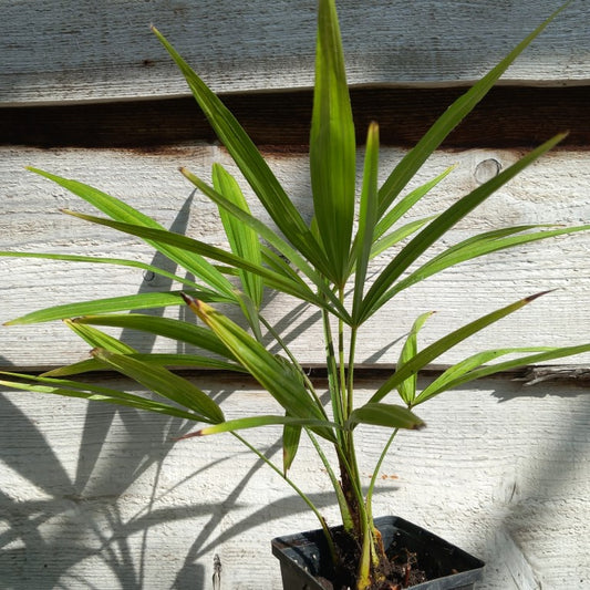 Trachycarpus fortunei P9